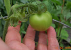 11 week razzleberry biggest fruit