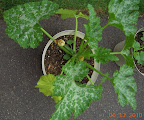 6 week zuke, still no male flowers, but ate the first female fruit sans seeds - may eat the 2nd that way, too