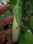 14 week gretel eggplant, first fruit (has more)