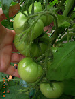 13 week bucks county biggest fruit - still a lot of aphids