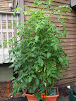 13/14 week bucks county and early girl tomatoes - freshly pruned, believe it or not...