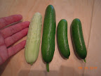 pearl, tendergreen, and 2 cucino cukes - 52, 55, 52 days to first harvest (7.5/8 weeks)