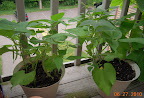 9 weeks, all bush beans harvesting