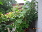 13-week tomande tomato behind small cukes