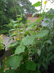 8 week small cukes, all harvesting heavily now