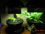 2 week basil, 3 week roman emperor romaine - give it another week before harvesting