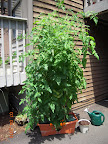 14/15 week bucks county and early girl tomatoes - no pink yet