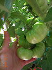 14 week tomande - never a BER loss, exuberantly loaded huge happy plant