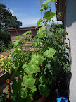 14 week tomande - hard to show whole plant from my little balcony - it's like 8'x10' wide and 6' tall, and ate my satellite dish. A pearl cuke is currently battling for domination.
