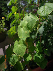 9 week small cukes slowed down - only 7 cukes this week ;)