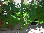 10 week bush beans - first big harvest spent, working on 2nd smaller flush of beans - will retire soon