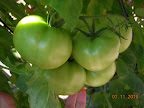 15 week bucks county - no sign of ripening, big tomatoes...