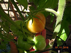 16 week early girl, first ripening tomato