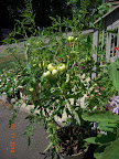 15 week razzleberry tomato - one ripening