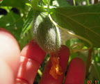 10 week cantaloupe - what the big ones looked like a week ago