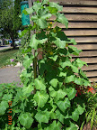 Two 10-week Japanese cukes - right one still hasn't harvested a cuke
