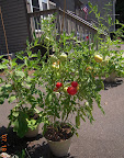 16 week razzleberry tomato - picked one, but not ripe yet - this plant's my one determinate, and the only one flowering