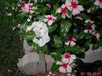 Volunteer from last year's upright vinca cora blooming amidst the mediterranean trailing apricot broad-eye vinca