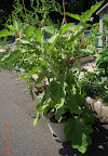 17 week gretel eggplant, still flowering, bearing heavily