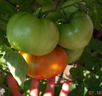 16 week first bucks county starting to ripen - biggest fruit of all my plants