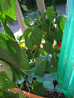 17 week carmen, mohawk, and lipstick peppers - latter two slowly ripening their few fruit