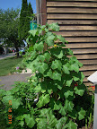 Two 11-week Japanese cucumber plants, both producing well
