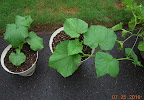 3 week backup tendergreen and pearl cukes - need transplanting ASAP