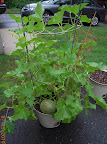 12 week cantaloupe - those three melons should be ready any day now. Need a pinwheel - birds keep perching on its cage.