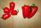 mini red bells, last of the (4 total...) lipstick peppers