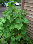 2 happy 12 week Japanese cucumber plants - producing well