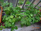 13 week bush beans still flowering...