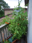 17 week tomande heavy harvesting, has growbox to itself now