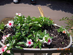 3.5 weeks from cutting, the new calibrachoas are blooming. Also 1 week romaine seedling bottom right - started in AG mini.