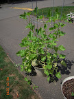 13 week sweet n' early cantaloupe - no flowers anymore, maybe senescing, maybe cucumber beetles