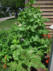 13 week Japanese cukes, still very healthy, bearing lots of cukes