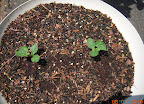 1.5 week gold bar melon seedlings