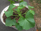 3.5 week gold bar melon getting branchy