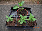 4 week carmen pepper and 3 profusion zinnias