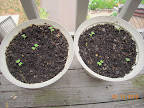 1 week toy choi