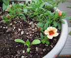 2 week romaine, 4.5 week calibrachoa cutting