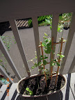 8+ week sugar snap peas - dying, but harvesting some peapods