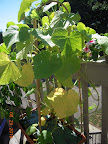 8 week tendergreen and pearl cukes - harvesting, failing, sure didn't last long