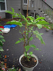 22 week gretel eggplant, greening up and flowering again (think adding growbox nutes helped, plus copper and neem oil fungicides - mites?)