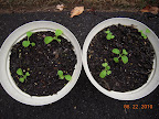 2 week toy choi - this is halfway to harvest - now on driveway for more sun