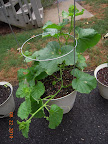 4.5 week gold bar melon, developing flower buds. Used neem oil fungicide to reduce fungus gnats, dunno what's chomping the leaves - maybe leafhoppers