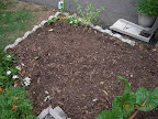 3 week kaboku and orient express chinese cabbages, seeded radishes and korean lettuces between them (had huge herbs here before)