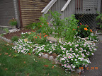 removed huge basils, pineapple sage, and lemon balm, hope to add pansies next week