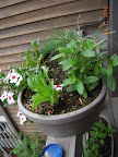 6 week ? romaine and a zinnia hopefully about to bloom - maybe 2 months old...