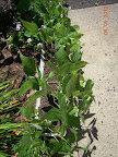 7+ week blue lake bush beans, harvesting