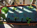 6 week buttercrunch, 4 week Korean curl lettuces and Chinese cabbages